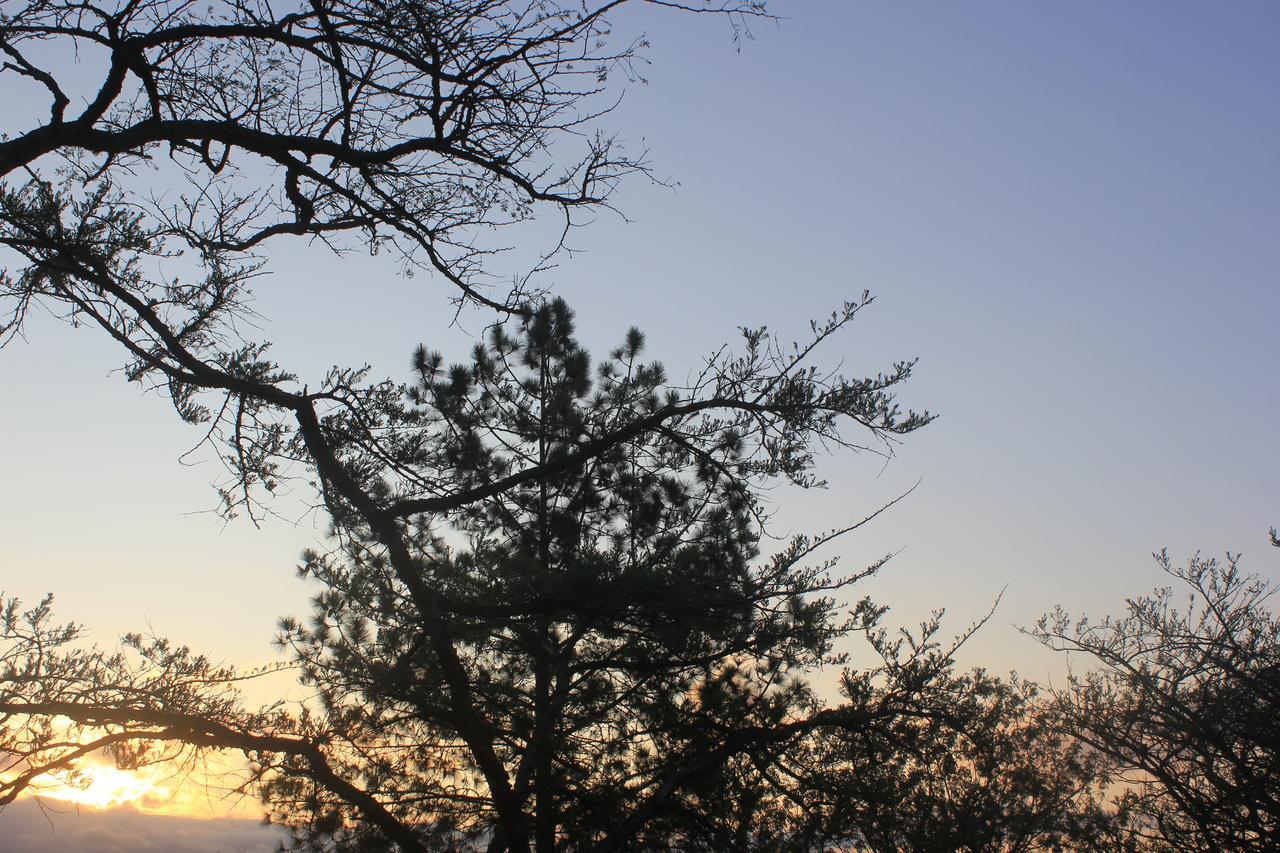 Acacia Bush Lodge Pietermaritzburg Dış mekan fotoğraf